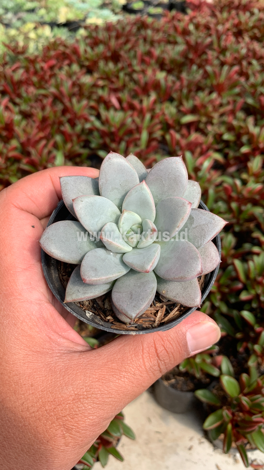 931. Graptoveria White Amethorum - Image 11