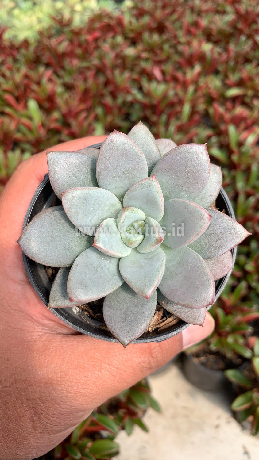931. Graptoveria White Amethorum - Image 3