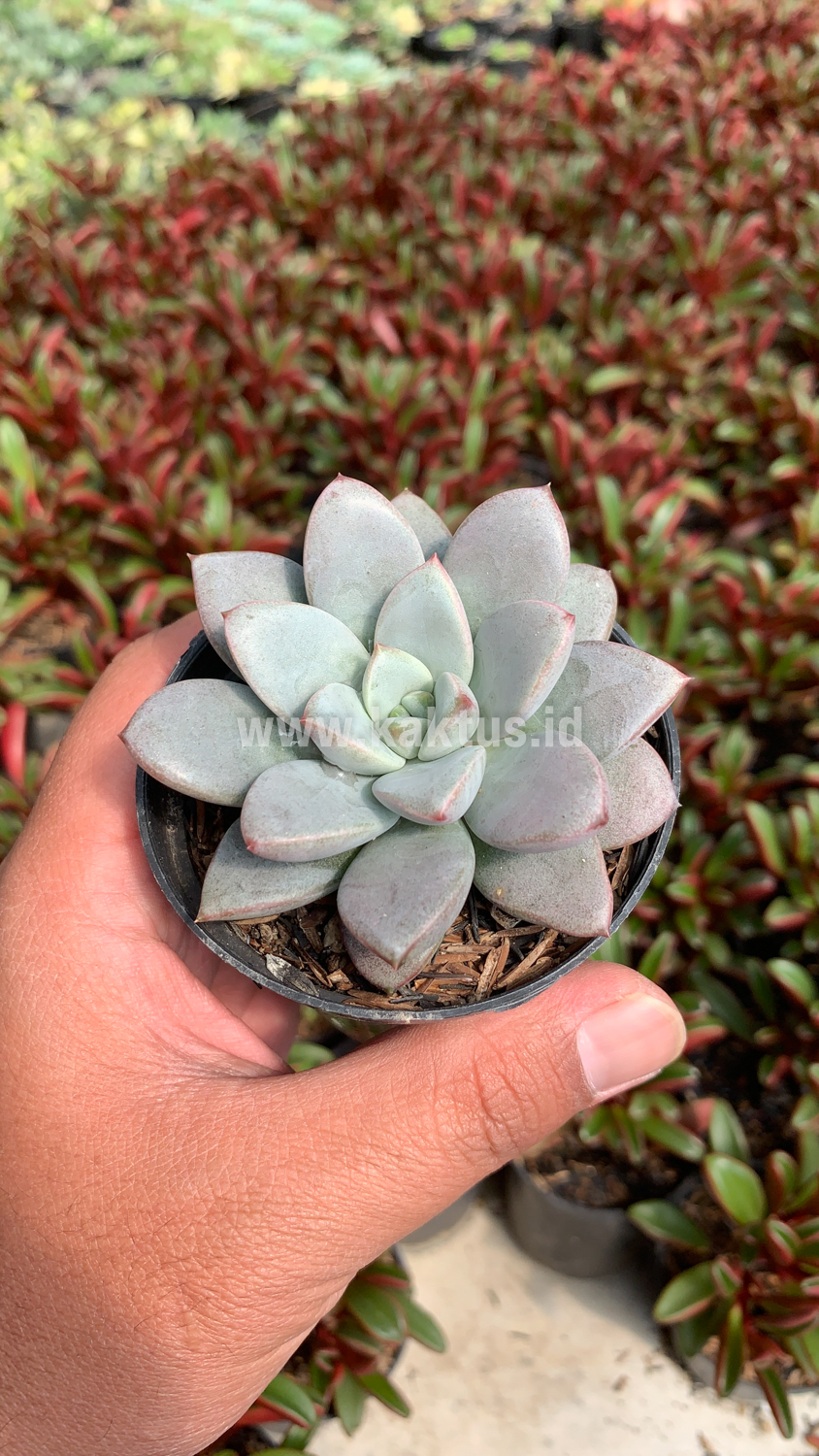 931. Graptoveria White Amethorum - Image 10