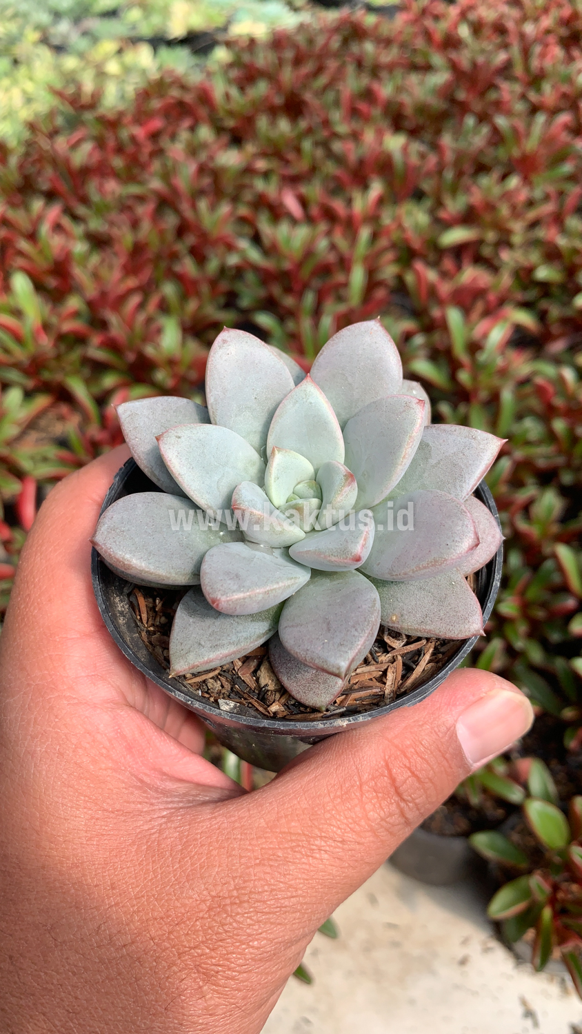 931. Graptoveria White Amethorum - Image 9