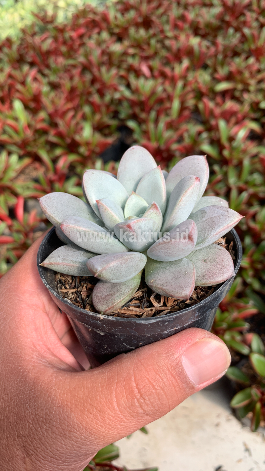 931. Graptoveria White Amethorum - Image 8