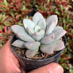 Alternative view of 931. Graptoveria White Amethorum