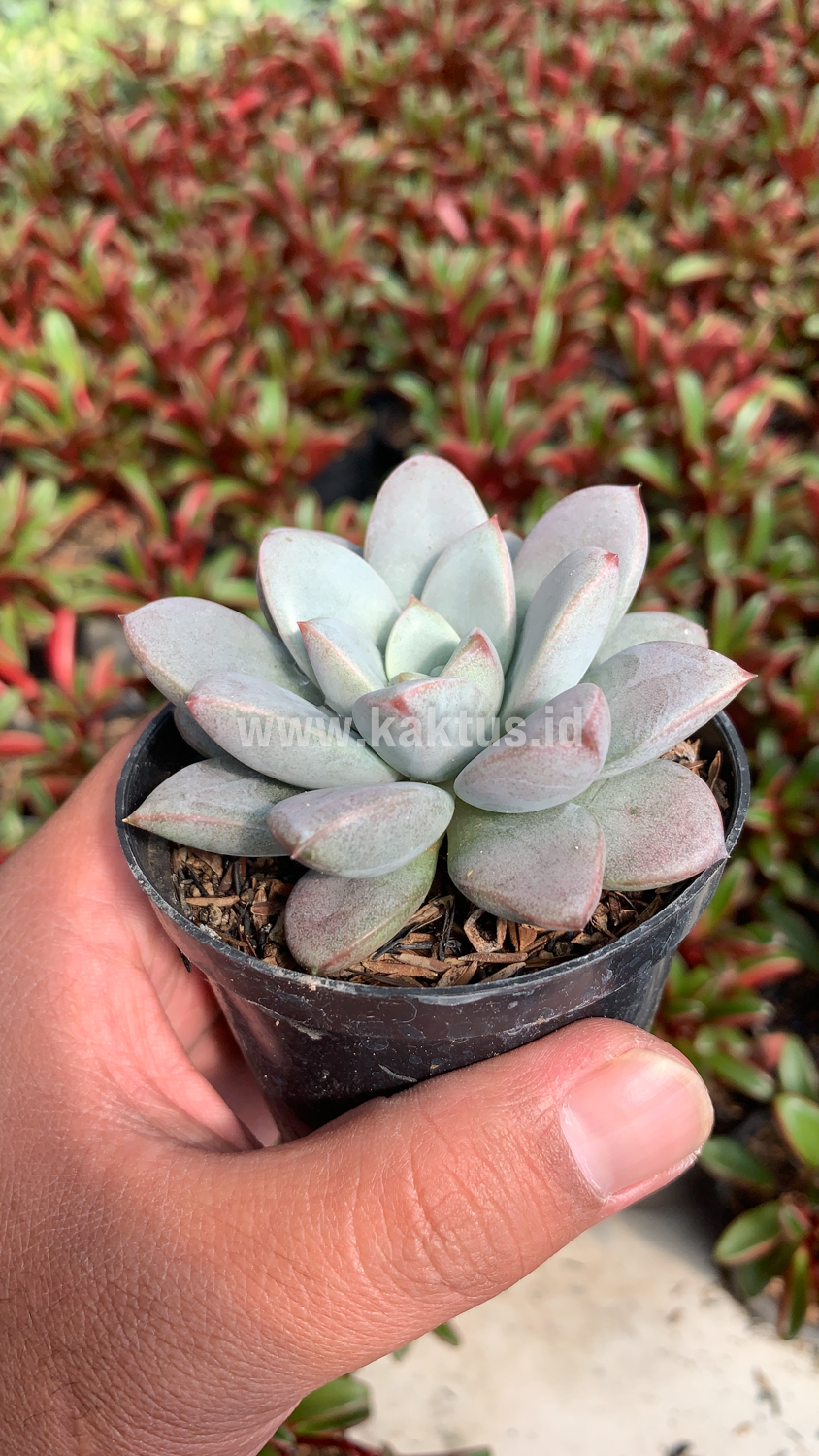 931. Graptoveria White Amethorum - Image 2