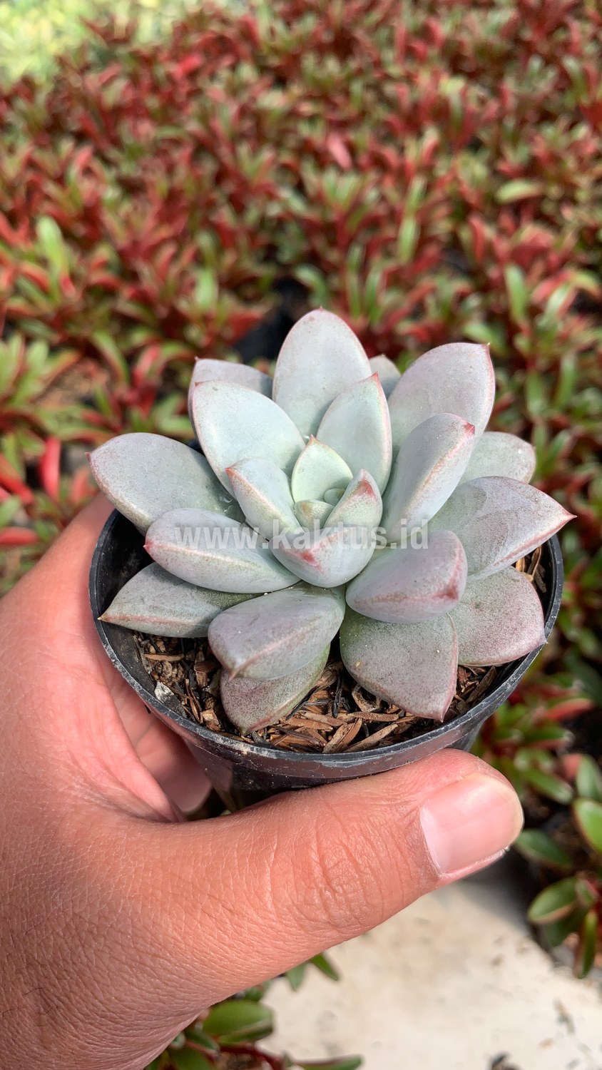 931. Graptoveria White Amethorum - Image 7