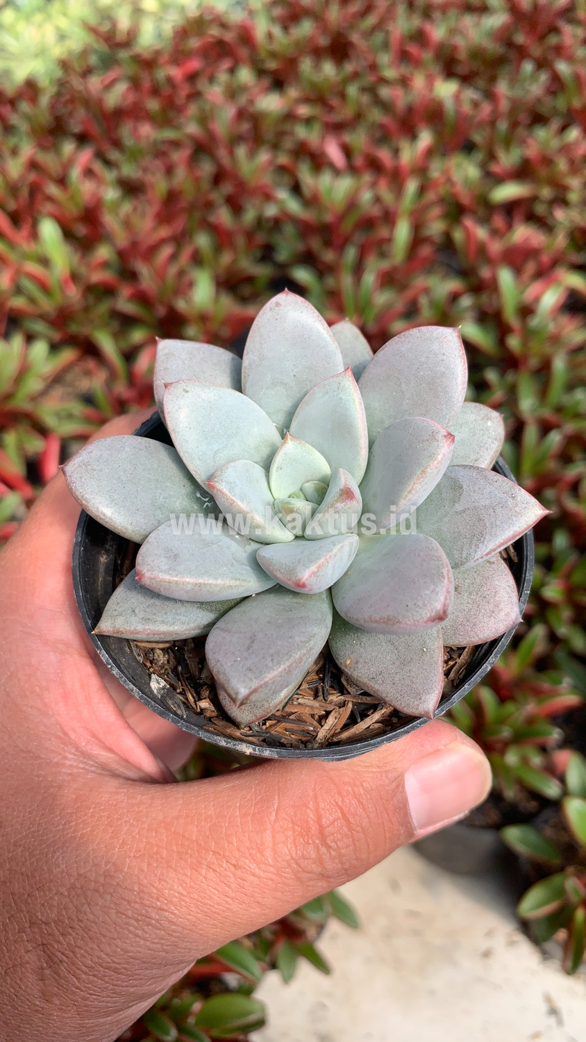 931. Graptoveria White Amethorum - Image 6