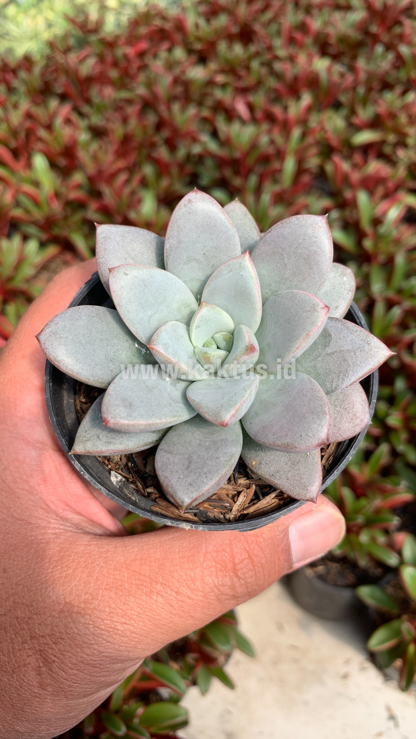931. Graptoveria White Amethorum - Image 5