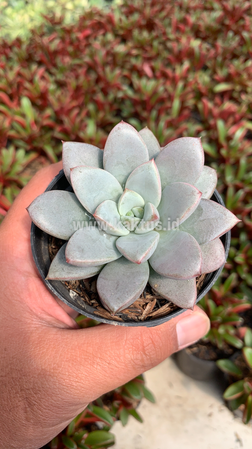 931. Graptoveria White Amethorum - Image 4