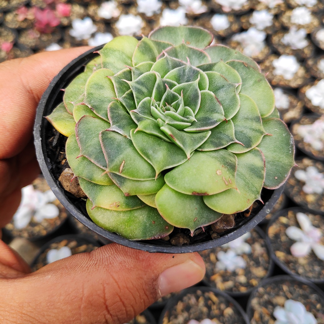 932. Graptopetalum Bellum Variegated - Image 14