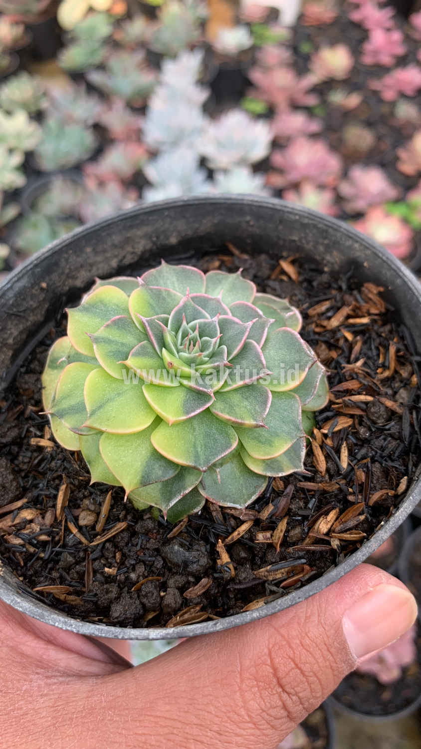 932. Graptopetalum Bellum Variegated - Image 10