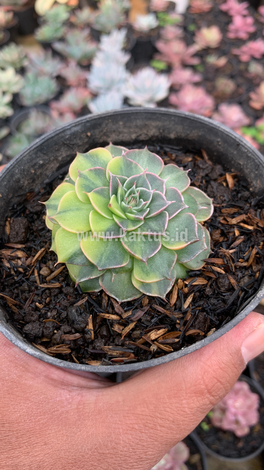 932. Graptopetalum Bellum Variegated - Image 11