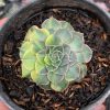932. Graptopetalum Bellum Variegated