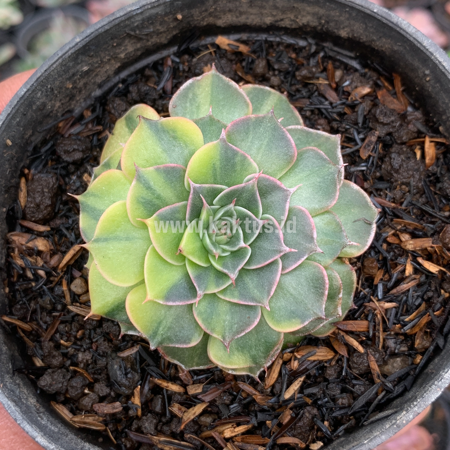 932. Graptopetalum Bellum Variegated