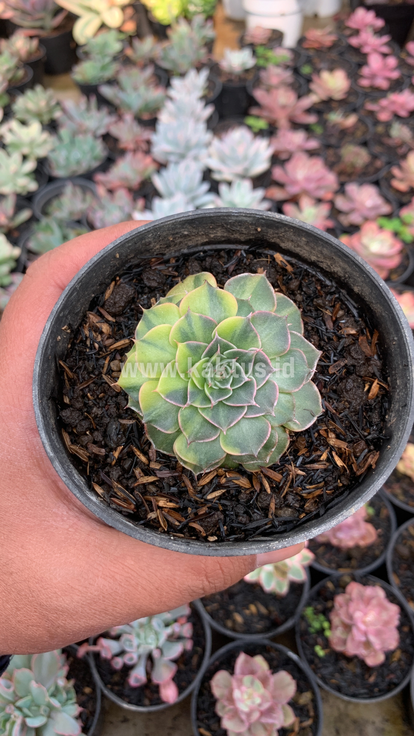 932. Graptopetalum Bellum Variegated - Image 13