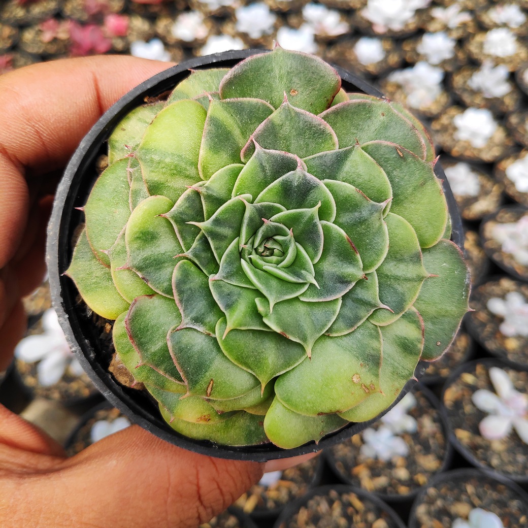 932. Graptopetalum Bellum Variegated - Image 6