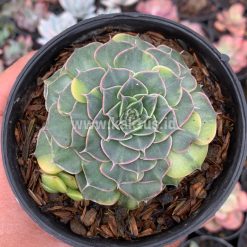 Alternative view of 932. Graptopetalum Bellum Variegated