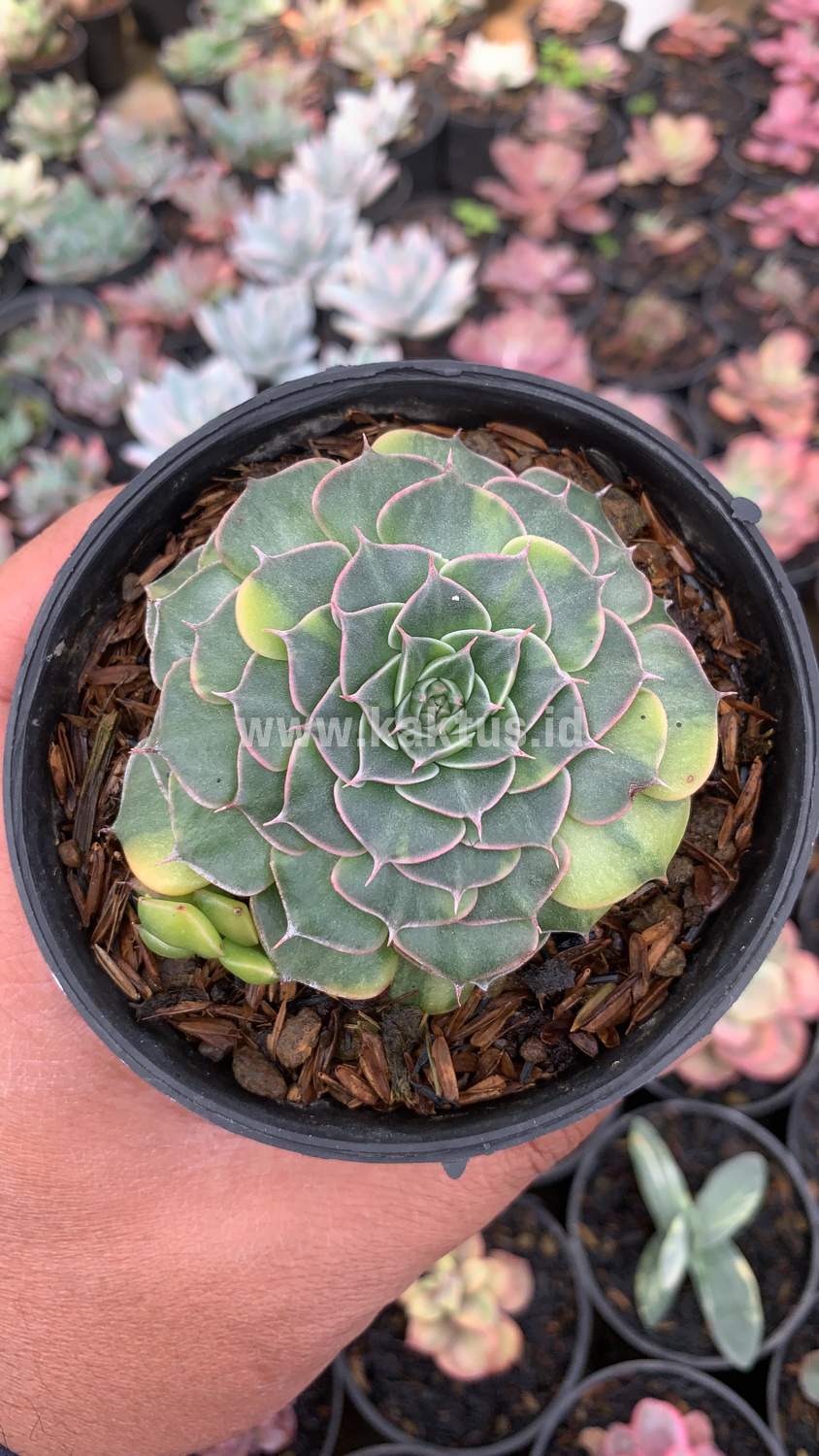 932. Graptopetalum Bellum Variegated - Image 2