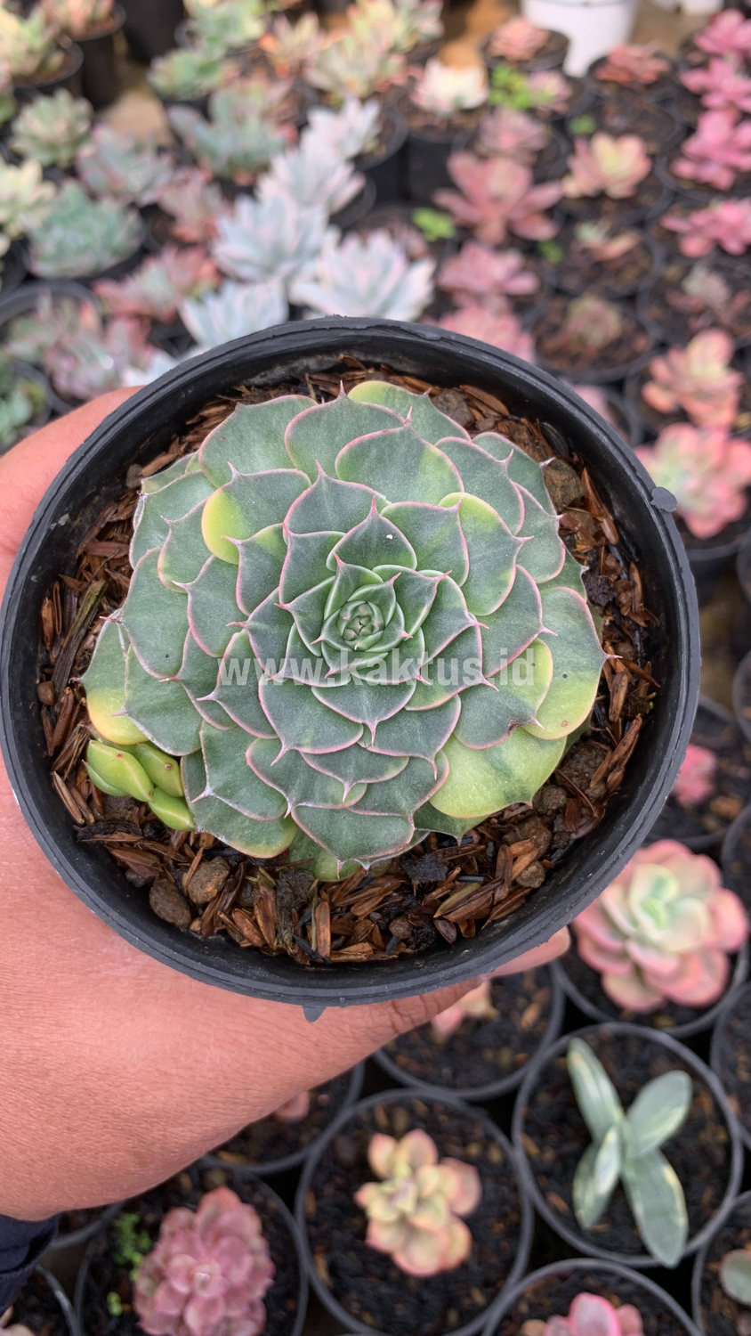 932. Graptopetalum Bellum Variegated - Image 3
