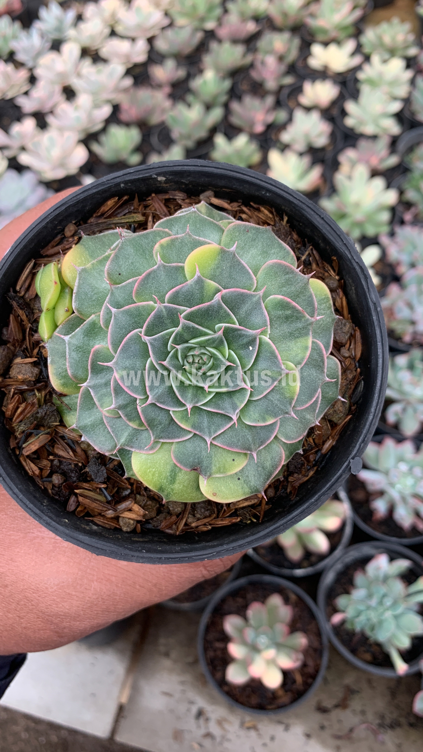 932. Graptopetalum Bellum Variegated - Image 4