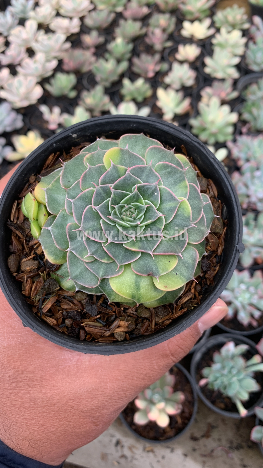 932. Graptopetalum Bellum Variegated - Image 5