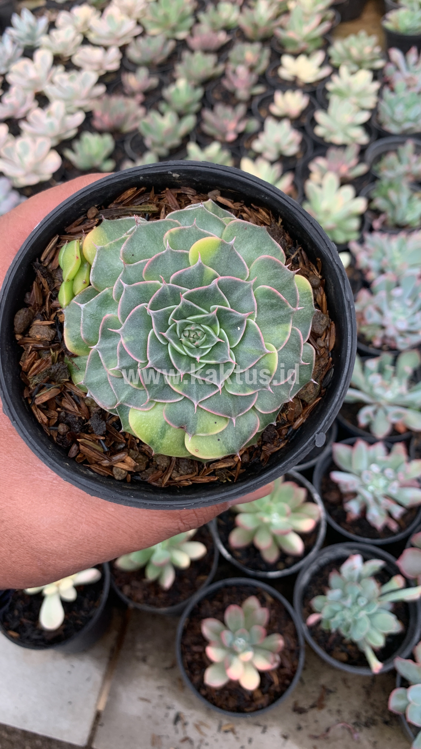 932. Graptopetalum Bellum Variegated - Image 7