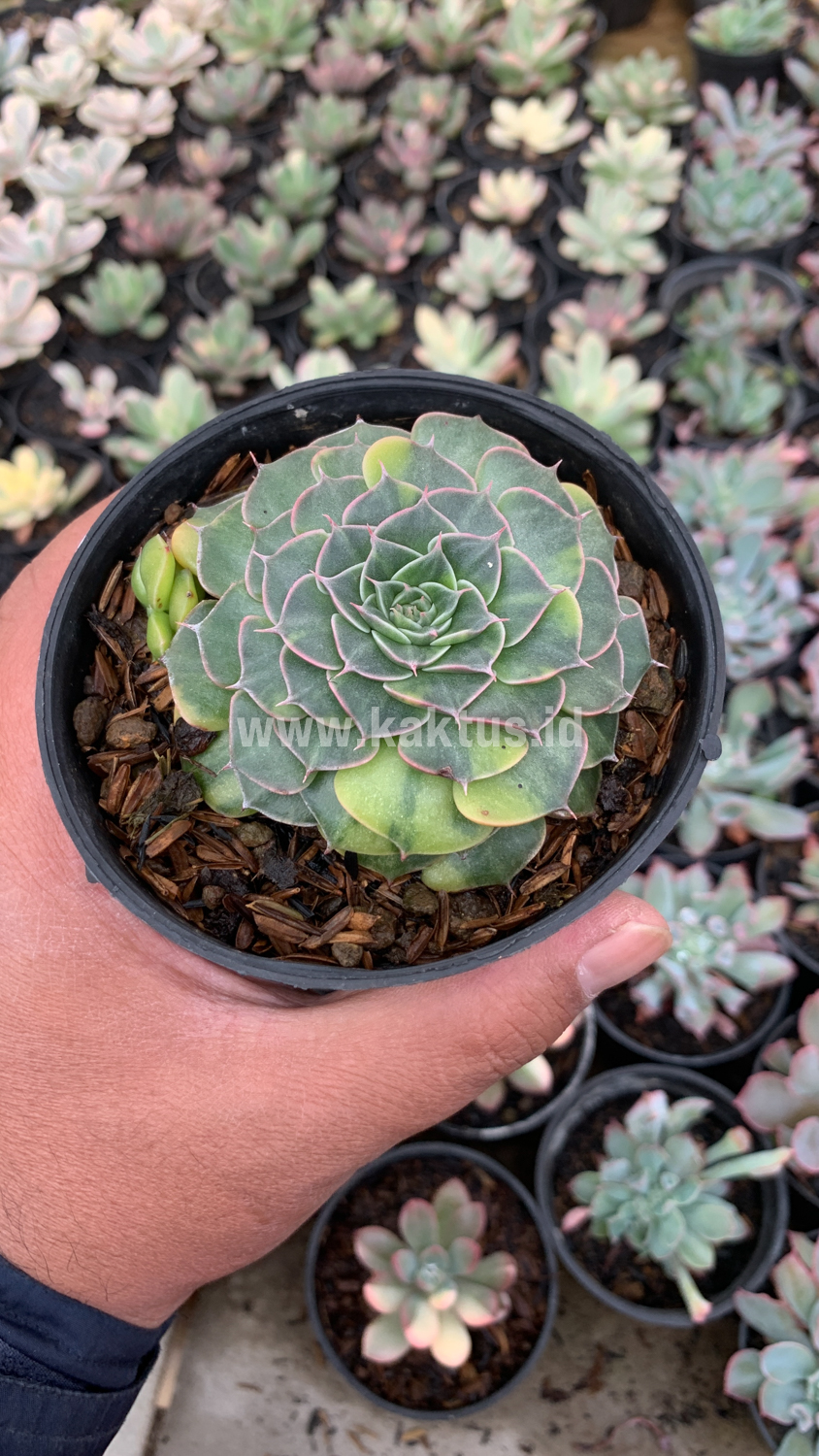 932. Graptopetalum Bellum Variegated - Image 8