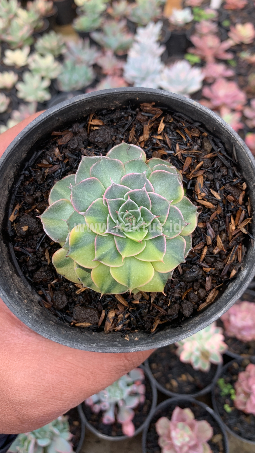 932. Graptopetalum Bellum Variegated - Image 9