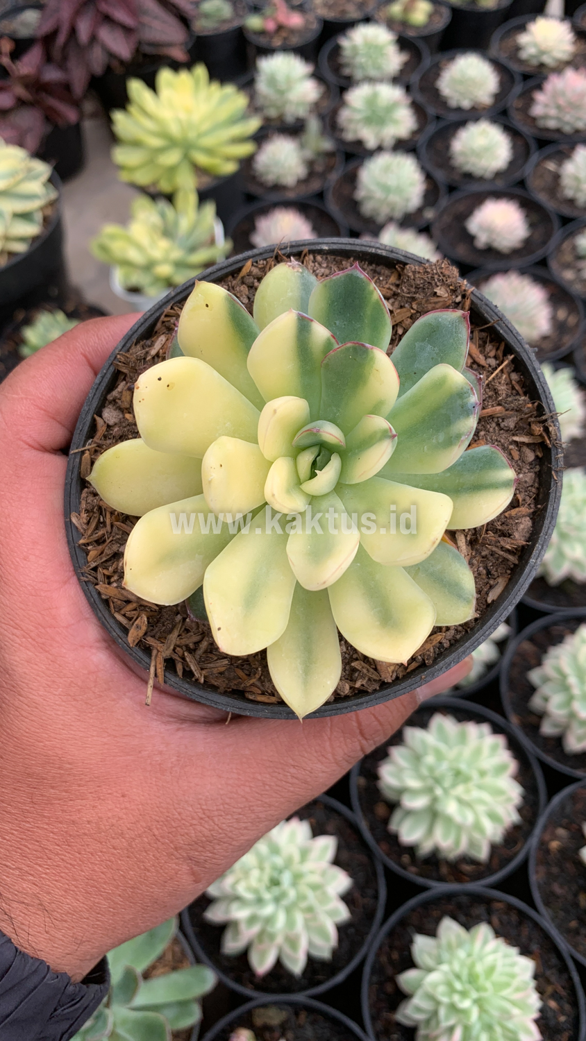 933. Echeveria Pulidonis Yellow Variegated - Image 9