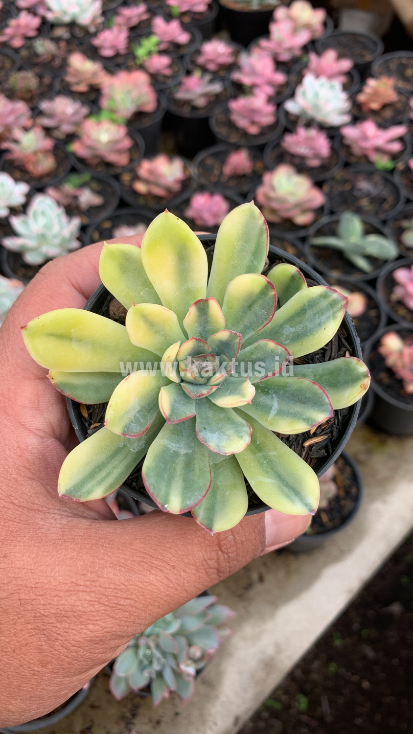 933. Echeveria Pulidonis Yellow Variegated - Image 4