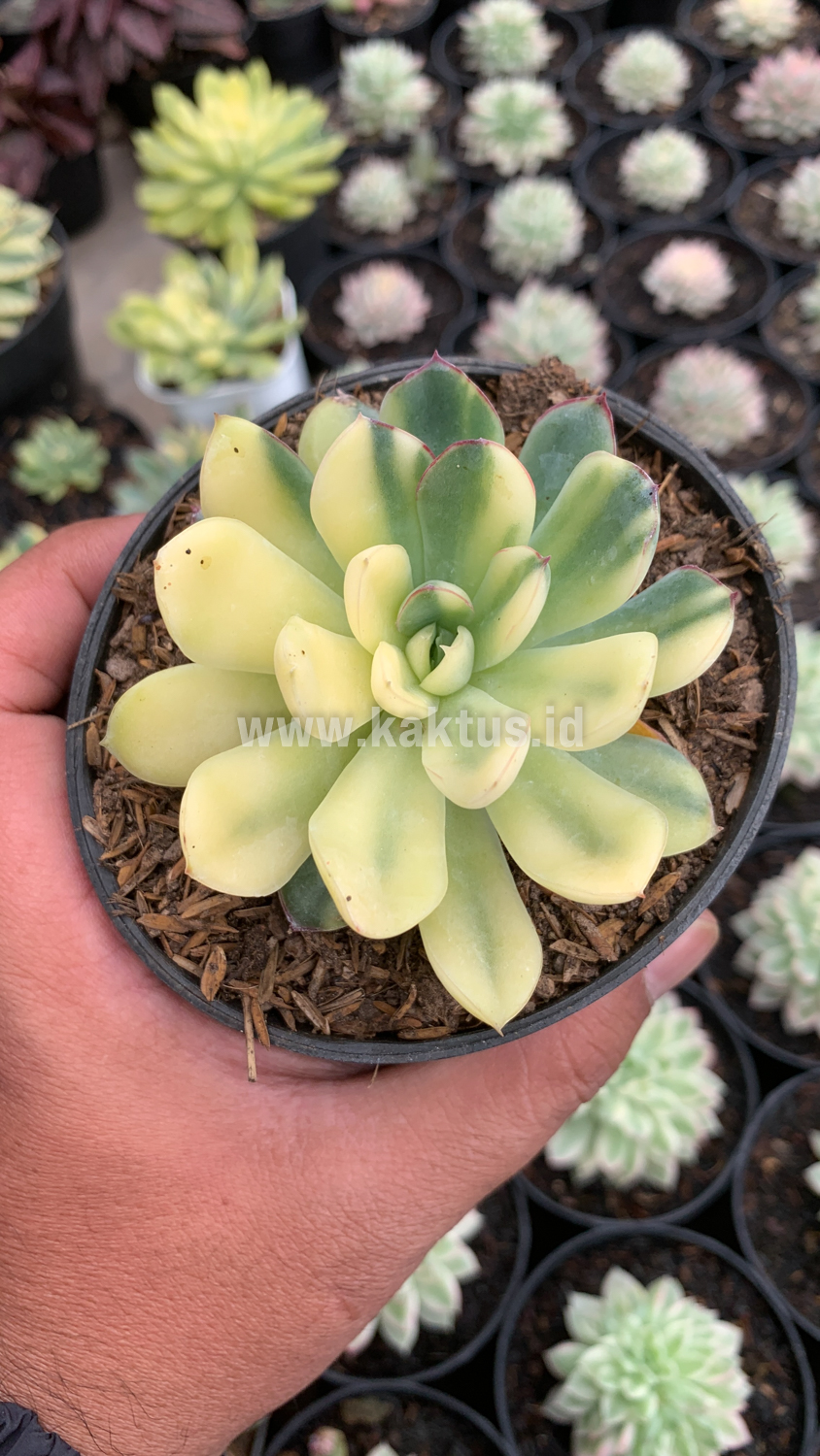 933. Echeveria Pulidonis Yellow Variegated - Image 7