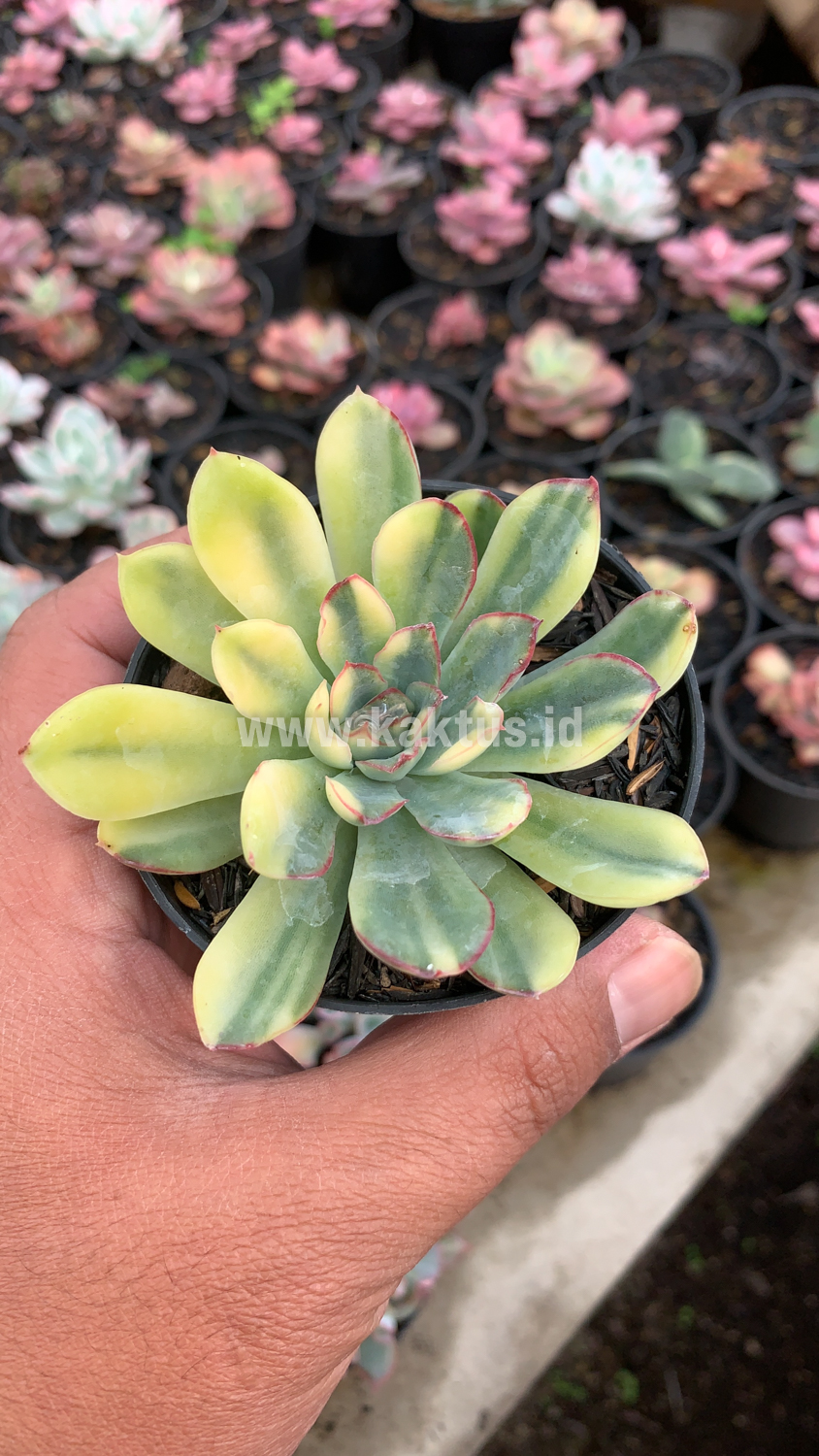 933. Echeveria Pulidonis Yellow Variegated - Image 6