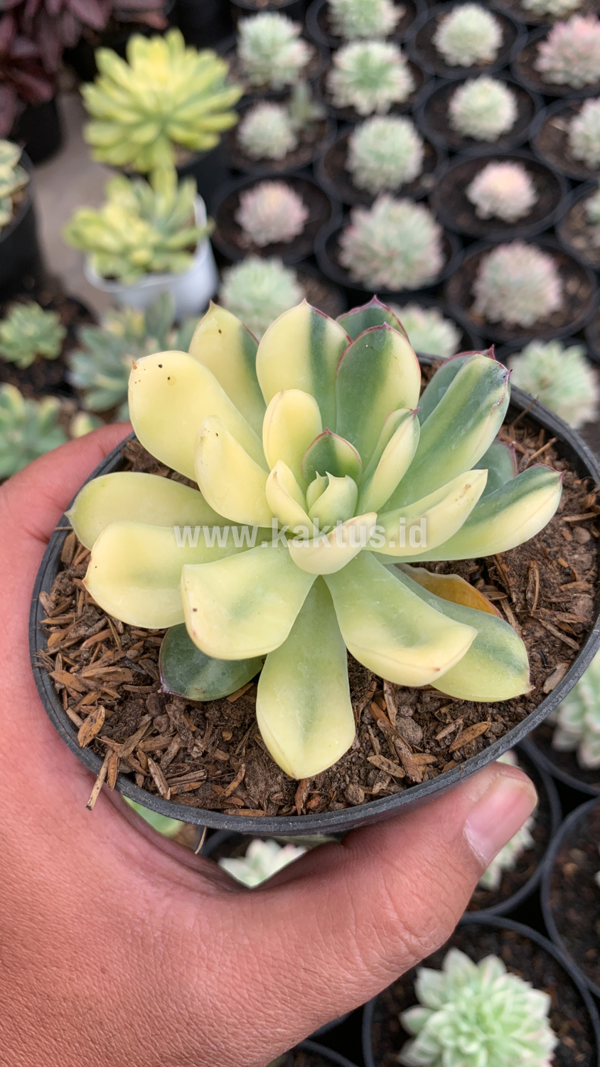 933. Echeveria Pulidonis Yellow Variegated - Image 3