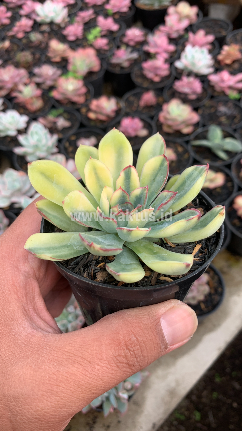 933. Echeveria Pulidonis Yellow Variegated - Image 8