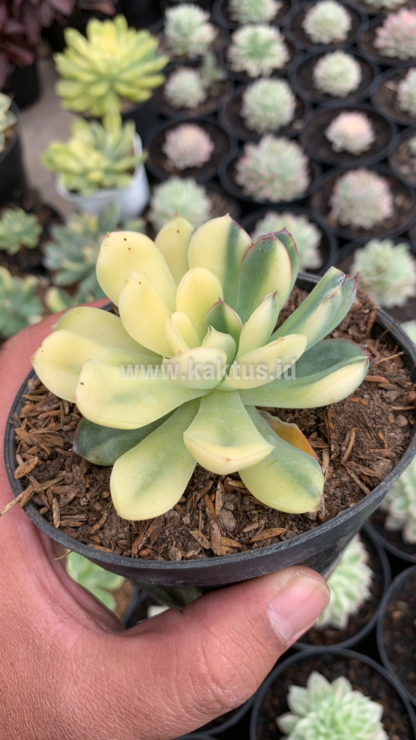 933. Echeveria Pulidonis Yellow Variegated - Image 5