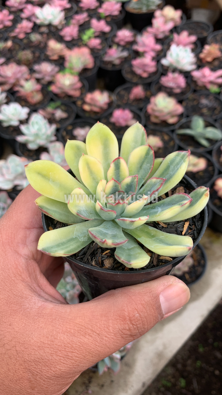 933. Echeveria Pulidonis Yellow Variegated - Image 10