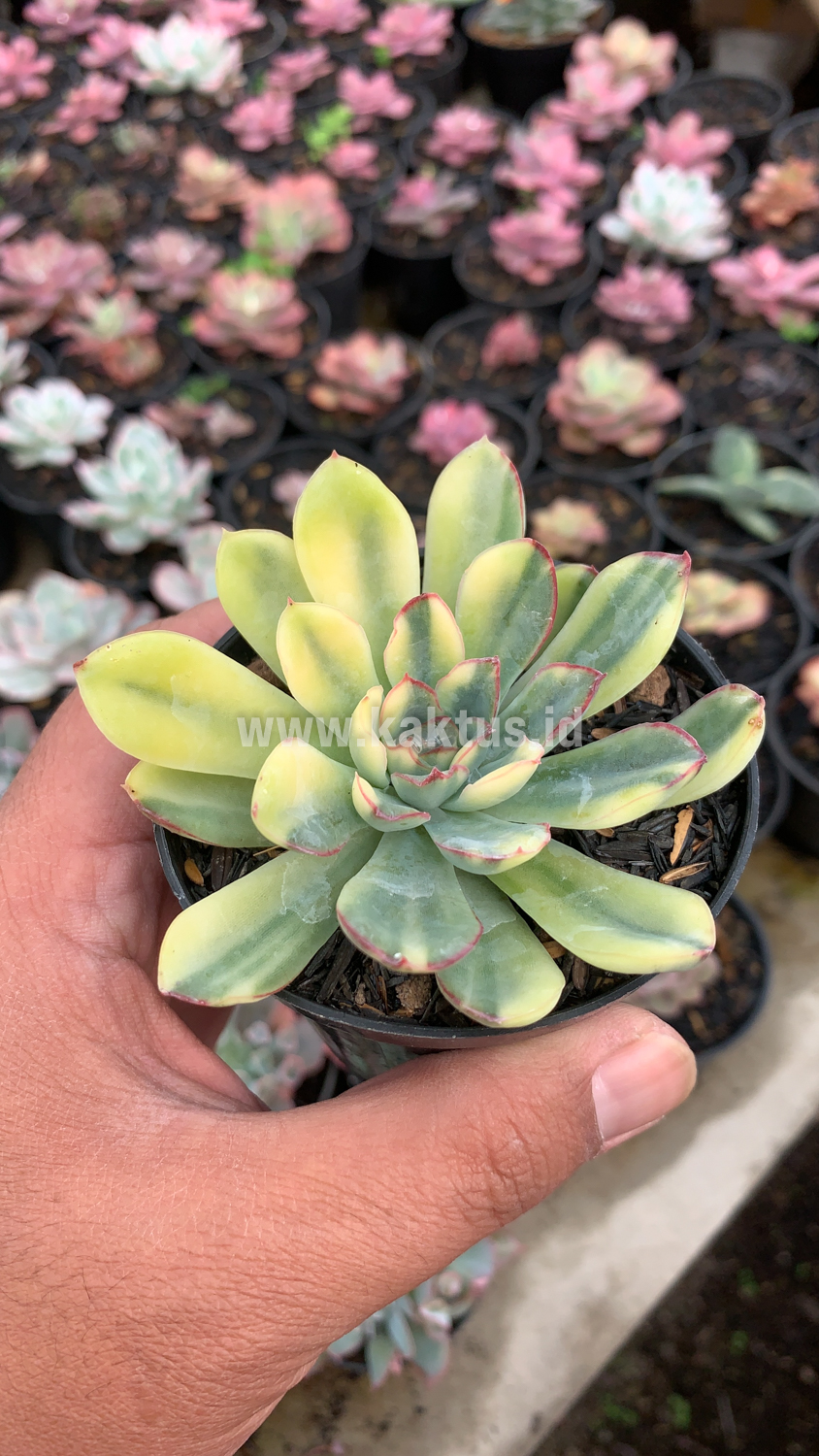 933. Echeveria Pulidonis Yellow Variegated - Image 11