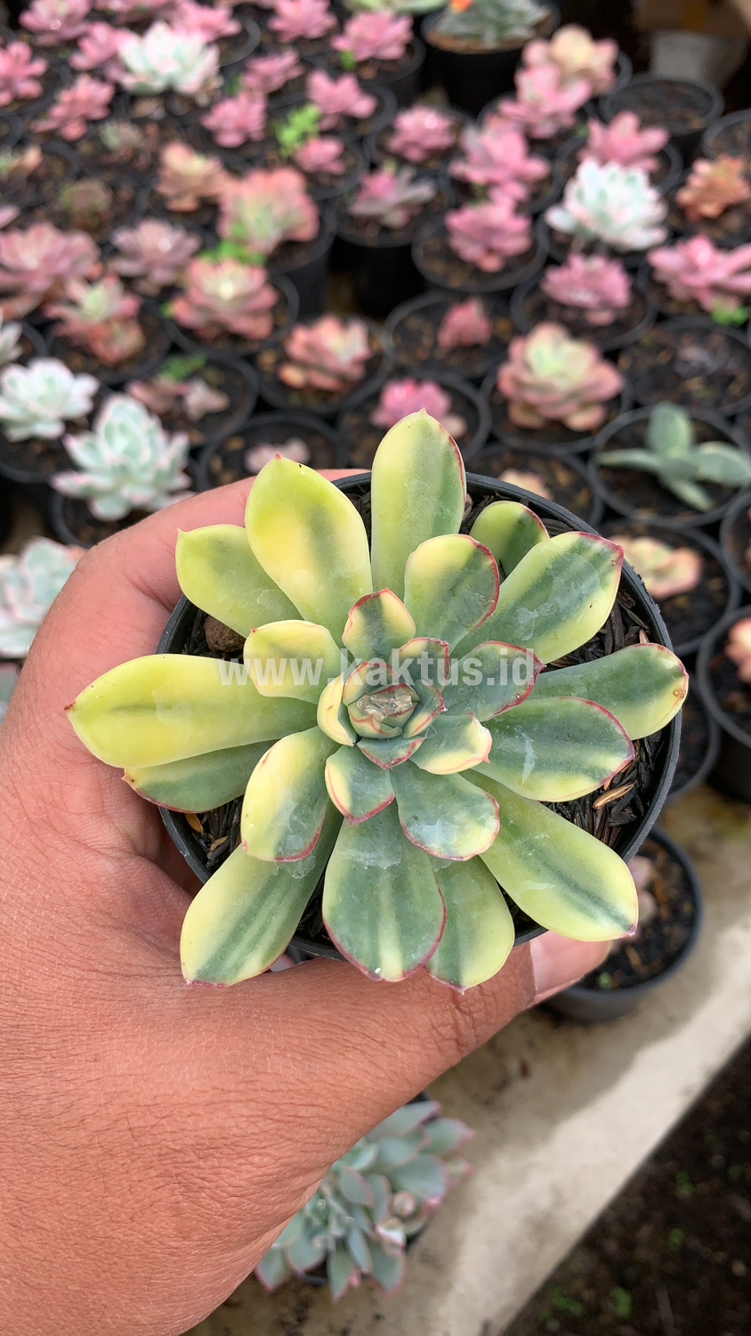 933. Echeveria Pulidonis Yellow Variegated - Image 12