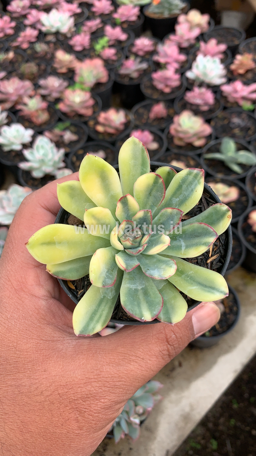 933. Echeveria Pulidonis Yellow Variegated - Image 13