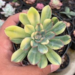 Alternative view of 933. Echeveria Pulidonis Yellow Variegated