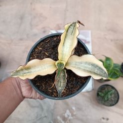 Alternative view of 934. Sansevieria Kirkii Brown Rosettete Variegated