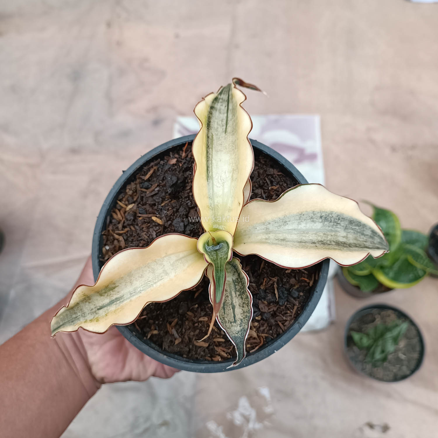 934. Sansevieria Kirkii Brown Rosettete Variegated - Image 7
