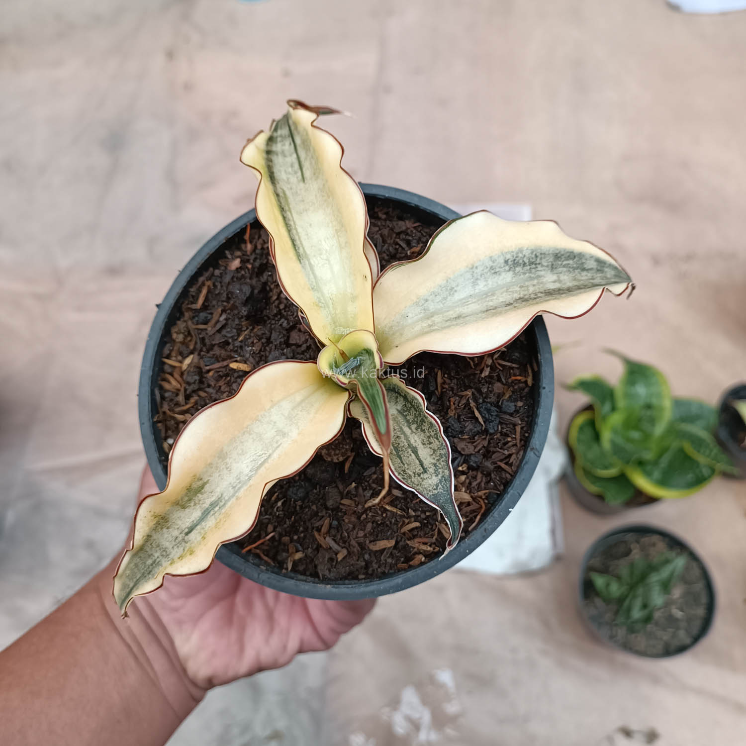 934. Sansevieria Kirkii Brown Rosettete Variegated - Image 6