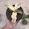 934. Sansevieria Kirkii Brown Rosettete Variegated