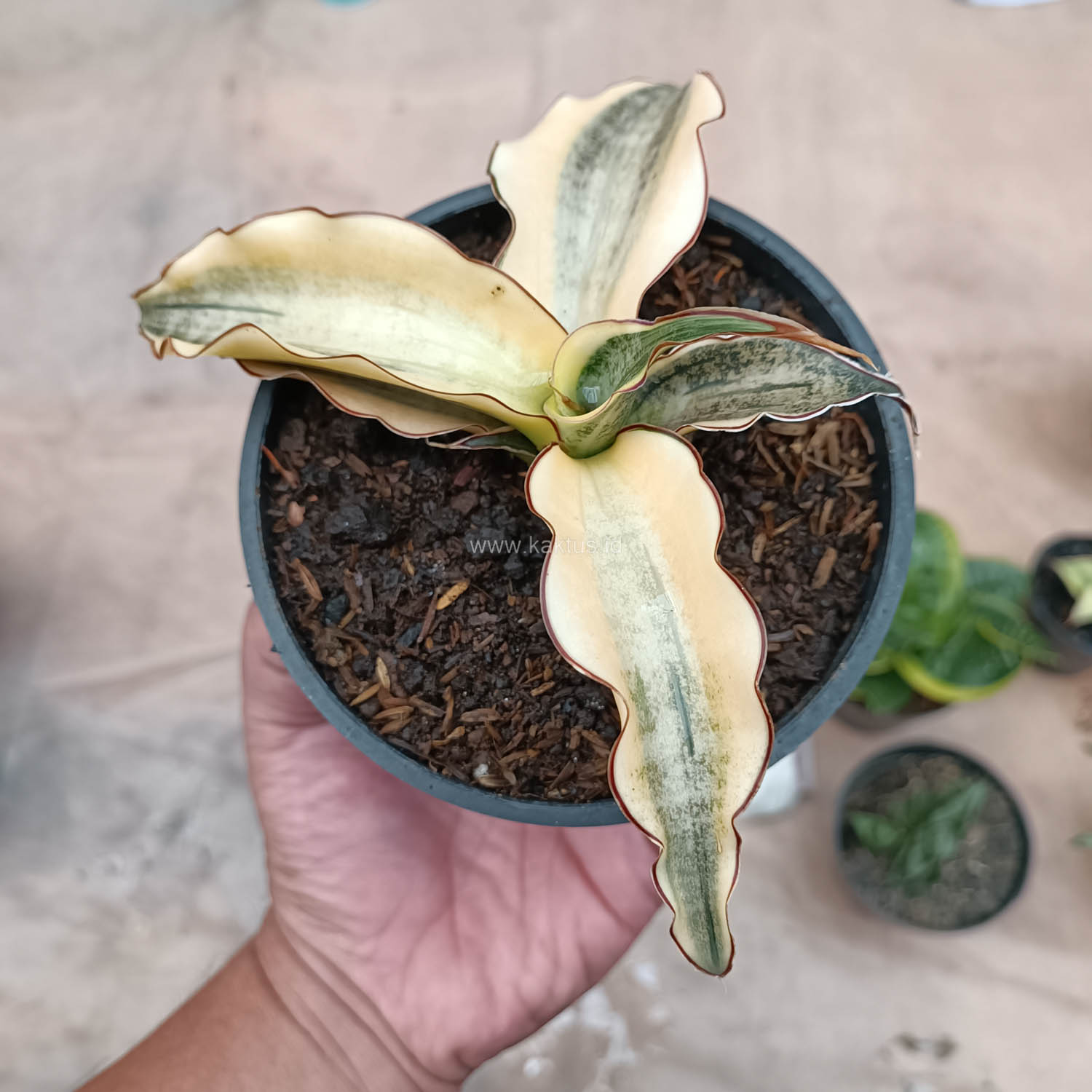 934. Sansevieria Kirkii Brown Rosettete Variegated - Image 4