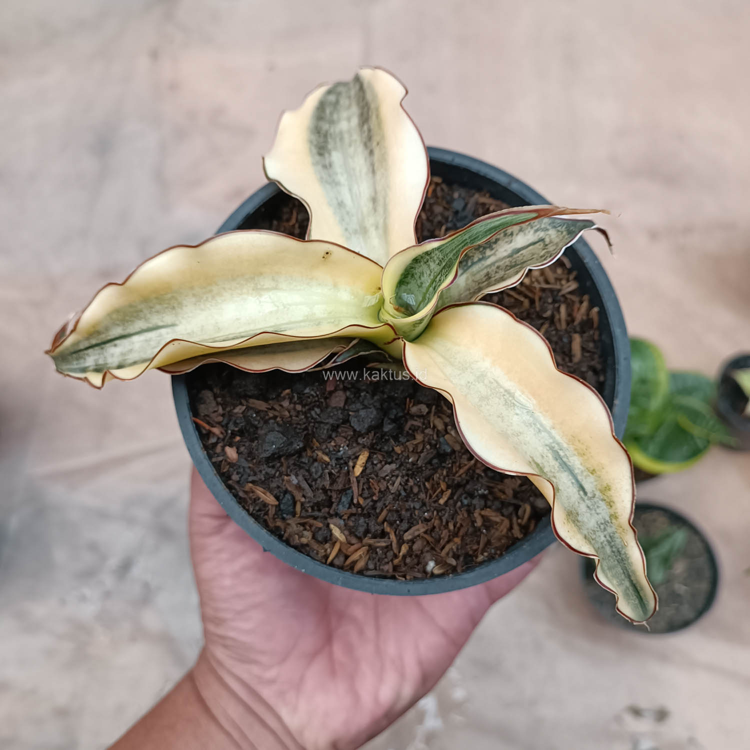 934. Sansevieria Kirkii Brown Rosettete Variegated - Image 3