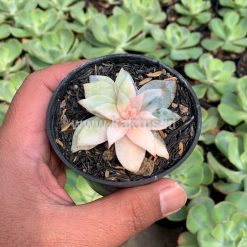 Alternative view of 935. Echeveria Sang-a / Echeveria Blue Bird Variegated