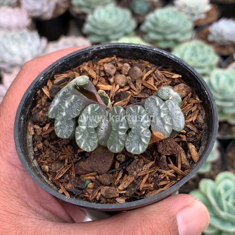 936. Haworthia Truncata Hiroshige