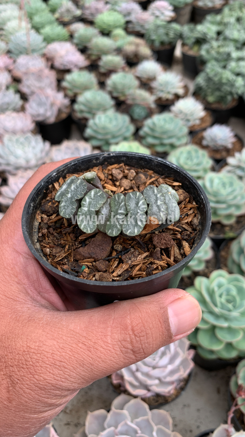 936. Haworthia Truncata Hiroshige - Image 11