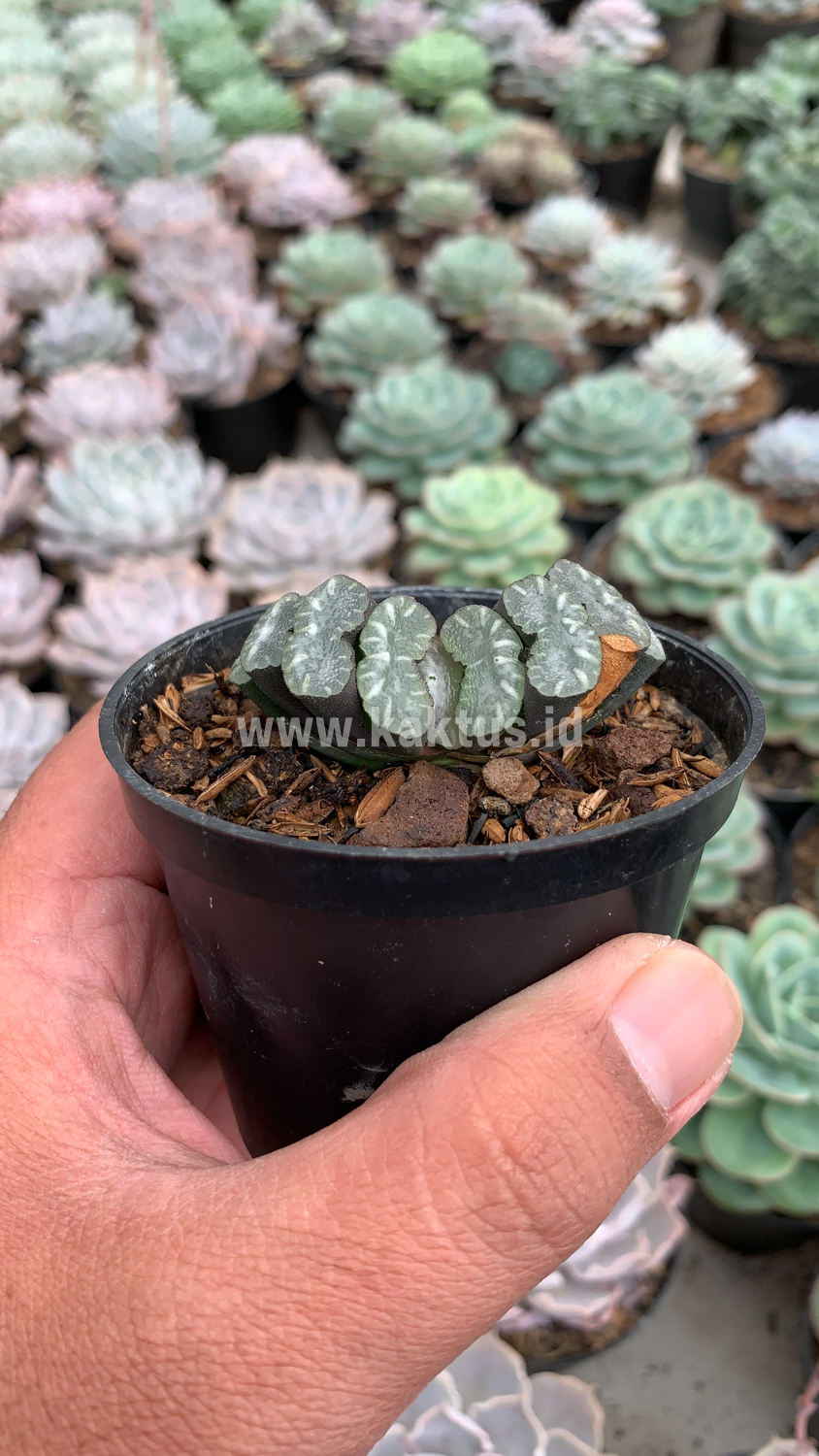 936. Haworthia Truncata Hiroshige - Image 3