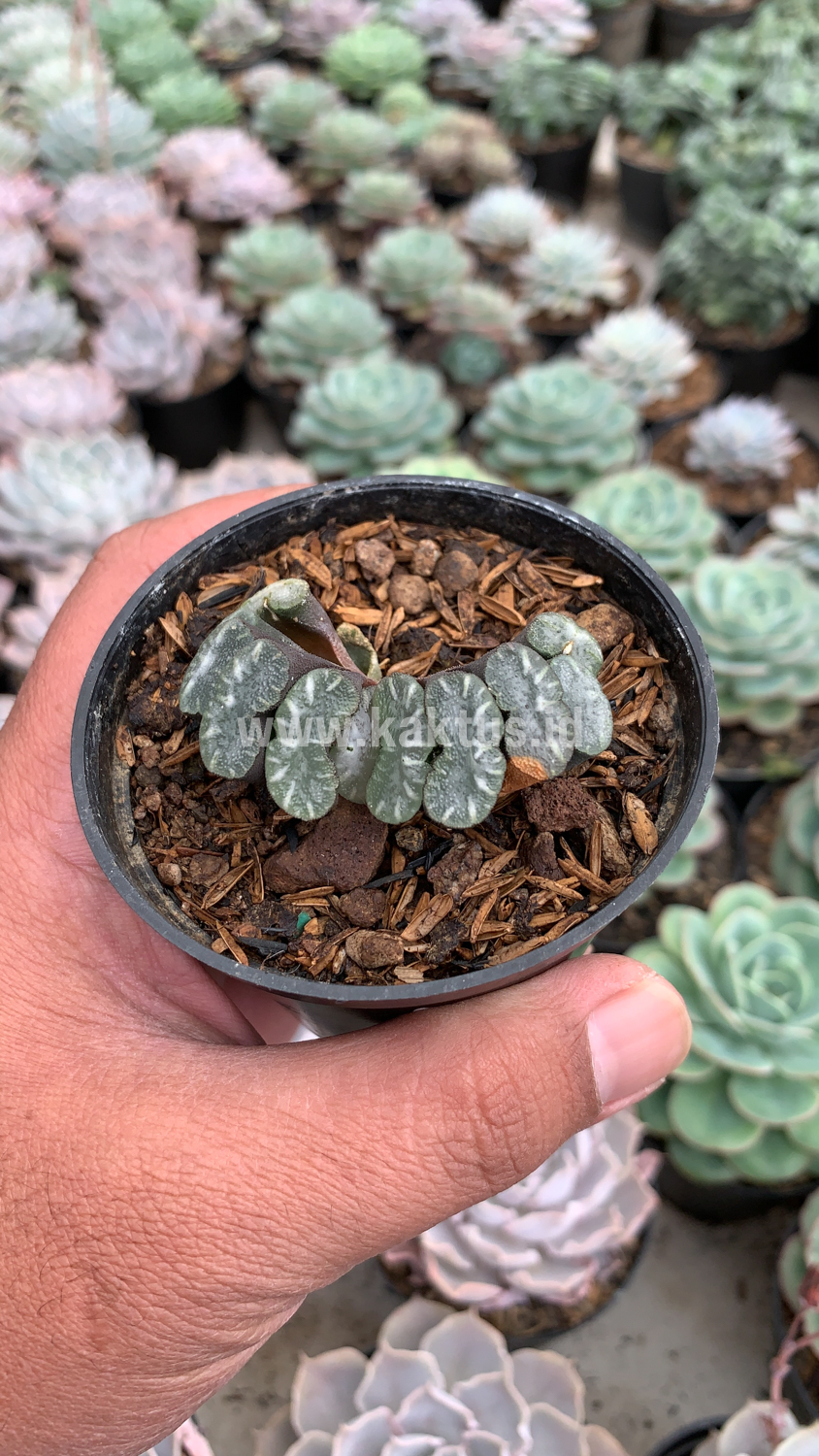 936. Haworthia Truncata Hiroshige - Image 10