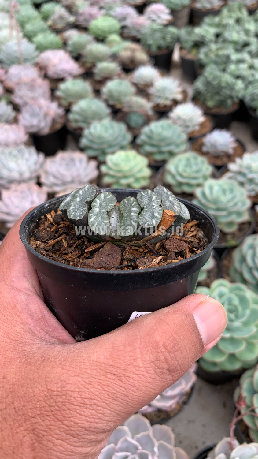 936. Haworthia Truncata Hiroshige - Image 9